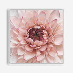 Shop Divine Dahlia (Square) Canvas Print a floral themed painted framed canvas wall art print from The Print Emporium artwork collection - Buy Australian made fine art painting style stretched canvas prints for the home and your interior decor space, TPE-205-CA-40X40-NF