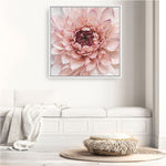 Shop Divine Dahlia (Square) Canvas Print a floral themed painted framed canvas wall art print from The Print Emporium artwork collection - Buy Australian made fine art painting style stretched canvas prints for the home and your interior decor space, TPE-205-CA-40X40-NF