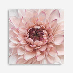 Shop Divine Dahlia (Square) Canvas Print a floral themed painted framed canvas wall art print from The Print Emporium artwork collection - Buy Australian made fine art painting style stretched canvas prints for the home and your interior decor space, TPE-205-CA-40X40-NF