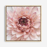 Shop Divine Dahlia (Square) Canvas Print a floral themed painted framed canvas wall art print from The Print Emporium artwork collection - Buy Australian made fine art painting style stretched canvas prints for the home and your interior decor space, TPE-205-CA-40X40-NF