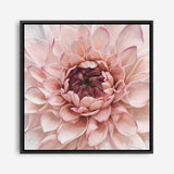 Shop Divine Dahlia (Square) Canvas Print a floral themed painted framed canvas wall art print from The Print Emporium artwork collection - Buy Australian made fine art painting style stretched canvas prints for the home and your interior decor space, TPE-205-CA-40X40-NF