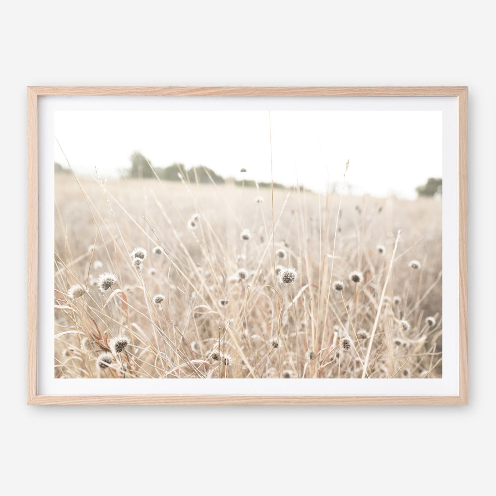 Shop Dried Flower Field Photo Art Print a coastal themed photography wall art print from The Print Emporium wall artwork collection - Buy Australian made fine art poster and framed prints for the home and your interior decor, TPE-919-AP