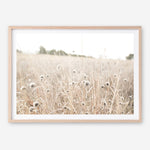 Shop Dried Flower Field Photo Art Print a coastal themed photography wall art print from The Print Emporium wall artwork collection - Buy Australian made fine art poster and framed prints for the home and your interior decor, TPE-919-AP