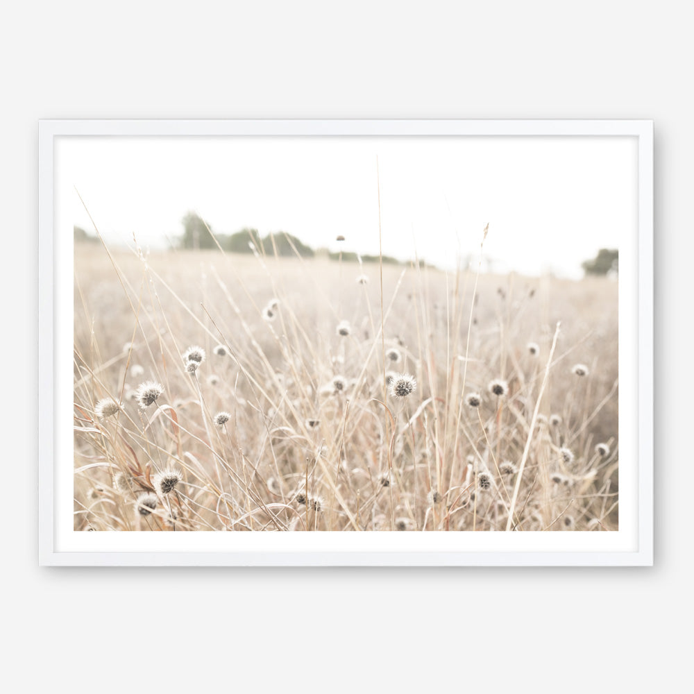 Shop Dried Flower Field Photo Art Print a coastal themed photography wall art print from The Print Emporium wall artwork collection - Buy Australian made fine art poster and framed prints for the home and your interior decor, TPE-919-AP