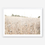 Shop Dried Flower Field Photo Art Print a coastal themed photography wall art print from The Print Emporium wall artwork collection - Buy Australian made fine art poster and framed prints for the home and your interior decor, TPE-919-AP