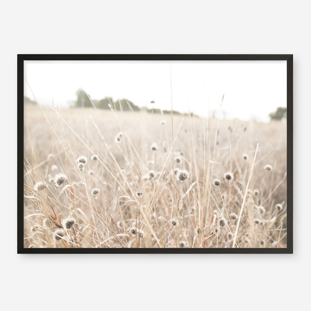 Shop Dried Flower Field Photo Art Print a coastal themed photography wall art print from The Print Emporium wall artwork collection - Buy Australian made fine art poster and framed prints for the home and your interior decor, TPE-919-AP