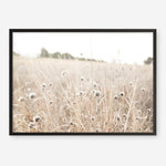 Shop Dried Flower Field Photo Art Print a coastal themed photography wall art print from The Print Emporium wall artwork collection - Buy Australian made fine art poster and framed prints for the home and your interior decor, TPE-919-AP