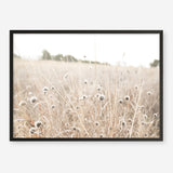 Shop Dried Flower Field Photo Art Print a coastal themed photography wall art print from The Print Emporium wall artwork collection - Buy Australian made fine art poster and framed prints for the home and your interior decor, TPE-919-AP