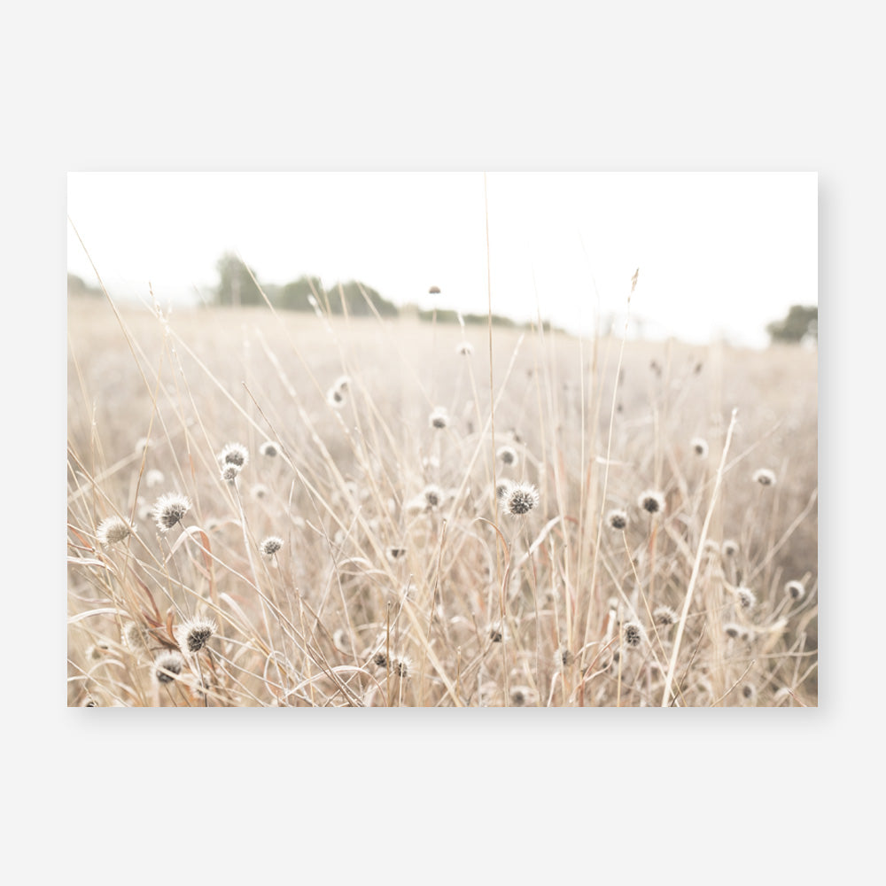 Shop Dried Flower Field Photo Art Print a coastal themed photography wall art print from The Print Emporium wall artwork collection - Buy Australian made fine art poster and framed prints for the home and your interior decor, TPE-919-AP