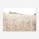 Shop Dried Flower Field Photo Art Print a coastal themed photography wall art print from The Print Emporium wall artwork collection - Buy Australian made fine art poster and framed prints for the home and your interior decor, TPE-919-AP