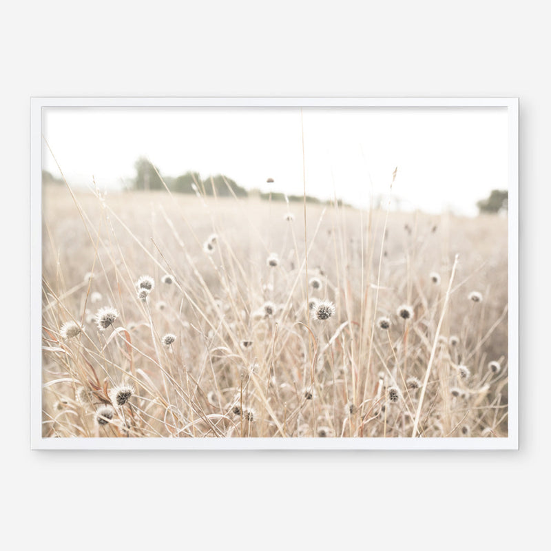 Shop Dried Flower Field Photo Art Print a coastal themed photography wall art print from The Print Emporium wall artwork collection - Buy Australian made fine art poster and framed prints for the home and your interior decor, TPE-919-AP