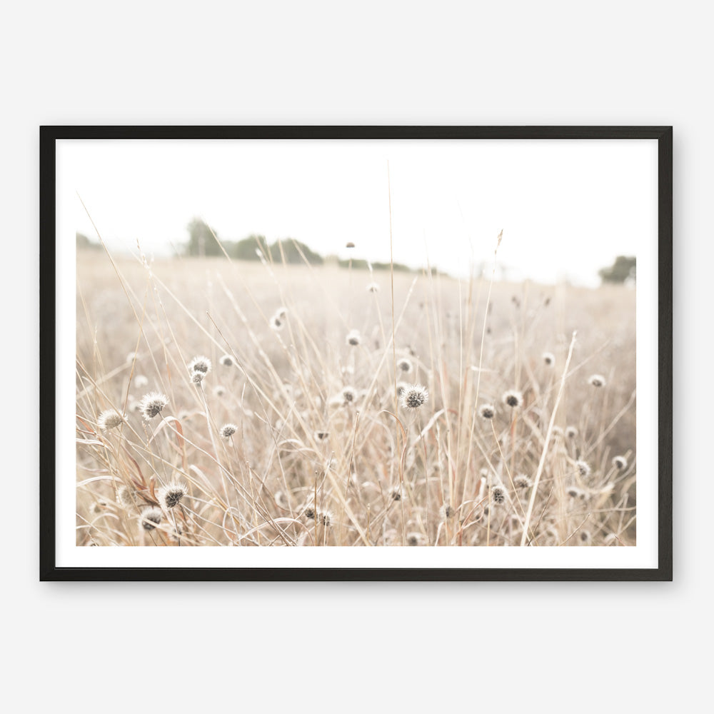 Shop Dried Flower Field Photo Art Print a coastal themed photography wall art print from The Print Emporium wall artwork collection - Buy Australian made fine art poster and framed prints for the home and your interior decor, TPE-919-AP