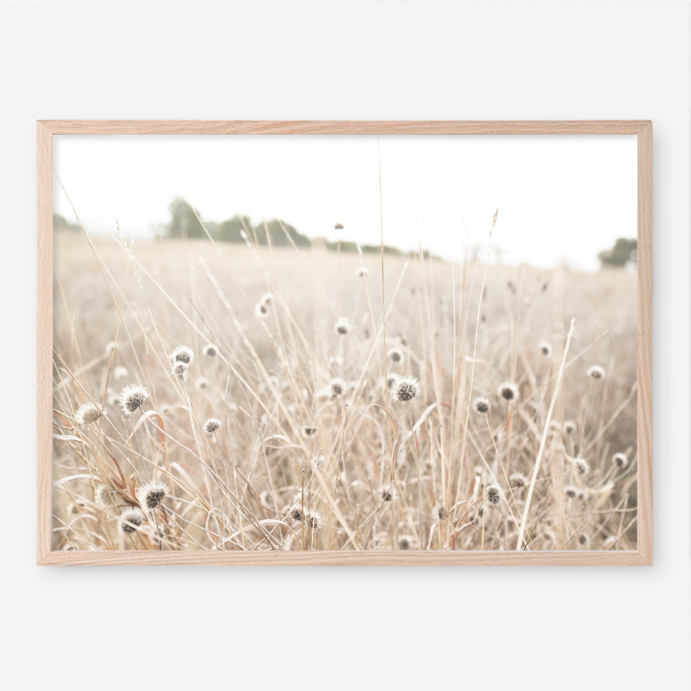 Shop Dried Flower Field Photo Art Print a coastal themed photography wall art print from The Print Emporium wall artwork collection - Buy Australian made fine art poster and framed prints for the home and your interior decor, TPE-919-AP