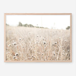 Shop Dried Flower Field Photo Art Print a coastal themed photography wall art print from The Print Emporium wall artwork collection - Buy Australian made fine art poster and framed prints for the home and your interior decor, TPE-919-AP