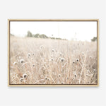 Shop Dried Flower Field Photo Canvas Print a coastal themed photography framed stretched canvas print from The Print Emporium wall artwork collection - Buy Australian made prints for the home and your interior decor space, TPE-919-CA-35X46-NF