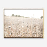 Shop Dried Flower Field Photo Canvas Print a coastal themed photography framed stretched canvas print from The Print Emporium wall artwork collection - Buy Australian made prints for the home and your interior decor space, TPE-919-CA-35X46-NF