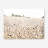 Shop Dried Flower Field Photo Canvas Print a coastal themed photography framed stretched canvas print from The Print Emporium wall artwork collection - Buy Australian made prints for the home and your interior decor space, TPE-919-CA-35X46-NF