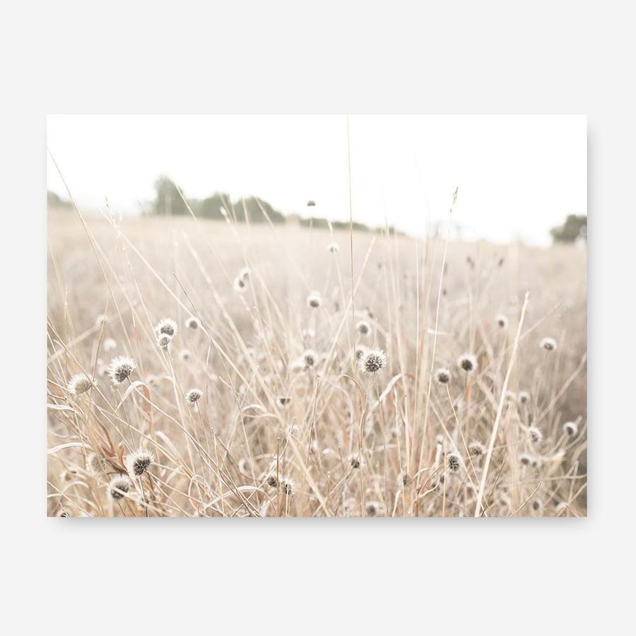 Shop Dried Flower Field Photo Canvas Print a coastal themed photography framed stretched canvas print from The Print Emporium wall artwork collection - Buy Australian made prints for the home and your interior decor space, TPE-919-CA-35X46-NF