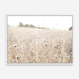Shop Dried Flower Field Photo Canvas Print a coastal themed photography framed stretched canvas print from The Print Emporium wall artwork collection - Buy Australian made prints for the home and your interior decor space, TPE-919-CA-35X46-NF