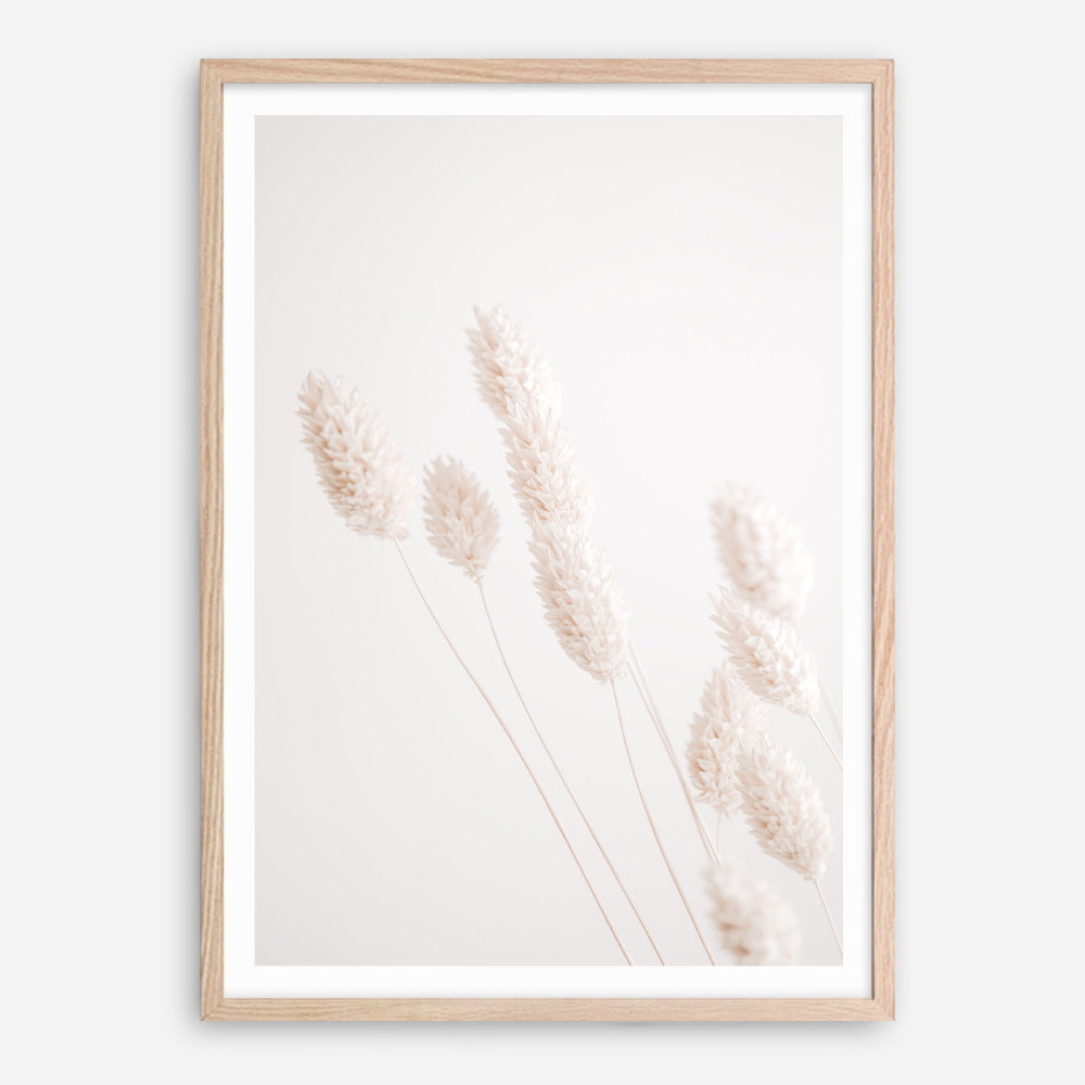 Shop Dried Flowers Photo Art Print a coastal themed photography wall art print from The Print Emporium wall artwork collection - Buy Australian made fine art poster and framed prints for the home and your interior decor, TPE-1124-AP