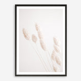 Shop Dried Flowers Photo Art Print a coastal themed photography wall art print from The Print Emporium wall artwork collection - Buy Australian made fine art poster and framed prints for the home and your interior decor, TPE-1124-AP