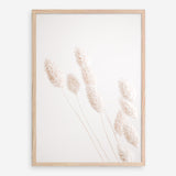 Shop Dried Flowers Photo Art Print a coastal themed photography wall art print from The Print Emporium wall artwork collection - Buy Australian made fine art poster and framed prints for the home and your interior decor, TPE-1124-AP
