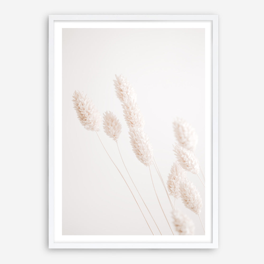 Shop Dried Flowers Photo Art Print a coastal themed photography wall art print from The Print Emporium wall artwork collection - Buy Australian made fine art poster and framed prints for the home and your interior decor, TPE-1124-AP