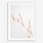 Shop Dried Flowers Photo Art Print a coastal themed photography wall art print from The Print Emporium wall artwork collection - Buy Australian made fine art poster and framed prints for the home and your interior decor, TPE-1124-AP