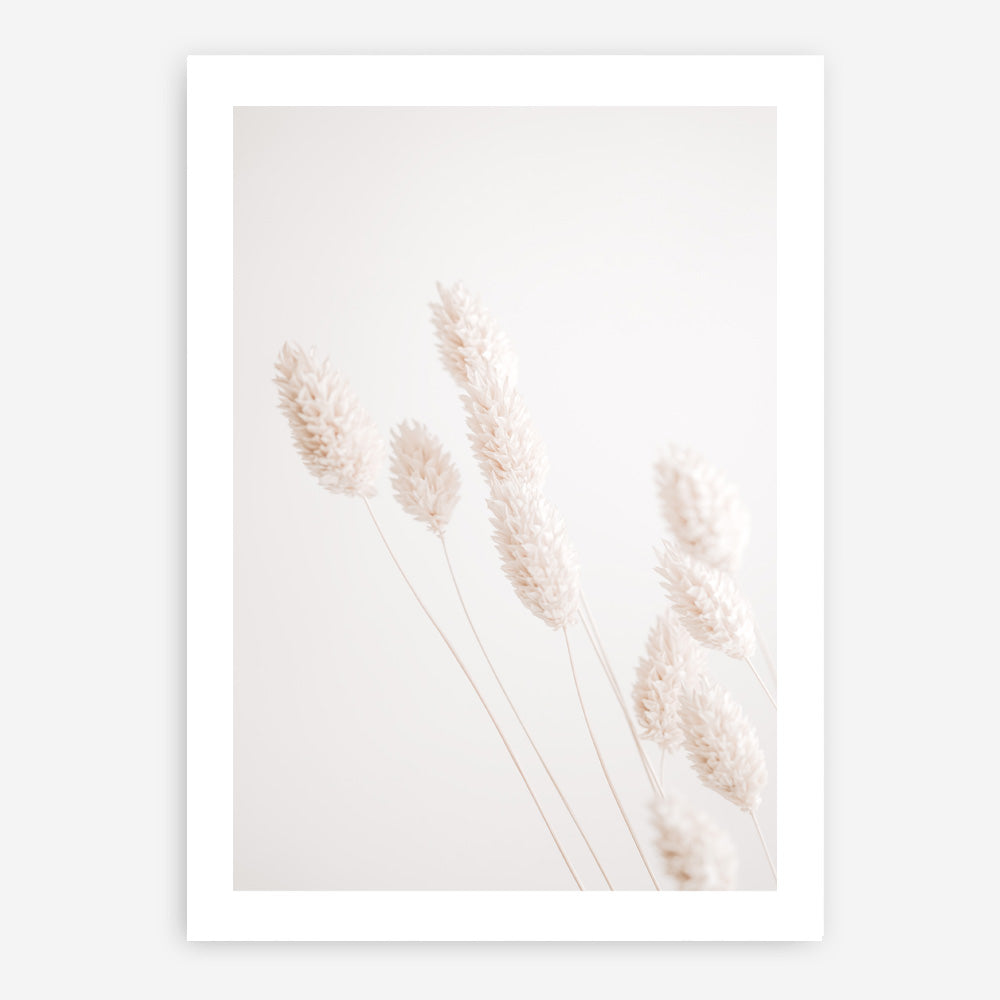 Shop Dried Flowers Photo Art Print a coastal themed photography wall art print from The Print Emporium wall artwork collection - Buy Australian made fine art poster and framed prints for the home and your interior decor, TPE-1124-AP