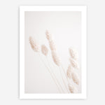 Shop Dried Flowers Photo Art Print a coastal themed photography wall art print from The Print Emporium wall artwork collection - Buy Australian made fine art poster and framed prints for the home and your interior decor, TPE-1124-AP