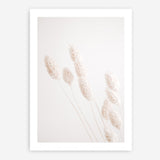 Shop Dried Flowers Photo Art Print a coastal themed photography wall art print from The Print Emporium wall artwork collection - Buy Australian made fine art poster and framed prints for the home and your interior decor, TPE-1124-AP