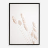 Shop Dried Flowers Photo Art Print a coastal themed photography wall art print from The Print Emporium wall artwork collection - Buy Australian made fine art poster and framed prints for the home and your interior decor, TPE-1124-AP