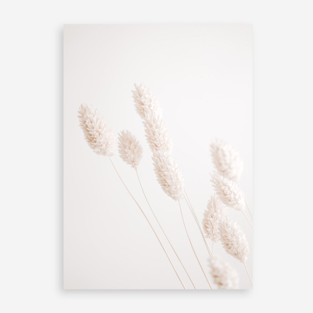 Shop Dried Flowers Photo Art Print a coastal themed photography wall art print from The Print Emporium wall artwork collection - Buy Australian made fine art poster and framed prints for the home and your interior decor, TPE-1124-AP