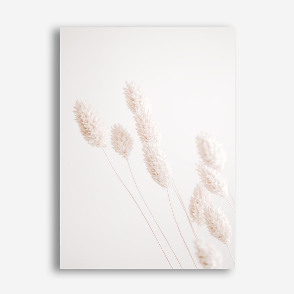 Shop Dried Flowers Photo Canvas Print a coastal themed photography framed stretched canvas print from The Print Emporium wall artwork collection - Buy Australian made prints for the home and your interior decor space, TPE-1124-CA-35X46-NF
