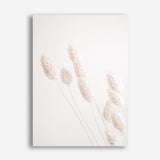 Shop Dried Flowers Photo Canvas Print a coastal themed photography framed stretched canvas print from The Print Emporium wall artwork collection - Buy Australian made prints for the home and your interior decor space, TPE-1124-CA-35X46-NF