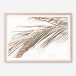 Shop Dried Palm Leaf I Photo Art Print a coastal themed photography wall art print from The Print Emporium wall artwork collection - Buy Australian made fine art poster and framed prints for the home and your interior decor, TPE-1234-AP