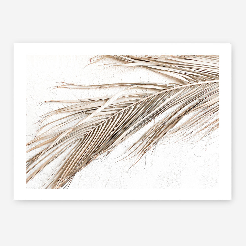 Shop Dried Palm Leaf I Photo Art Print a coastal themed photography wall art print from The Print Emporium wall artwork collection - Buy Australian made fine art poster and framed prints for the home and your interior decor, TPE-1234-AP