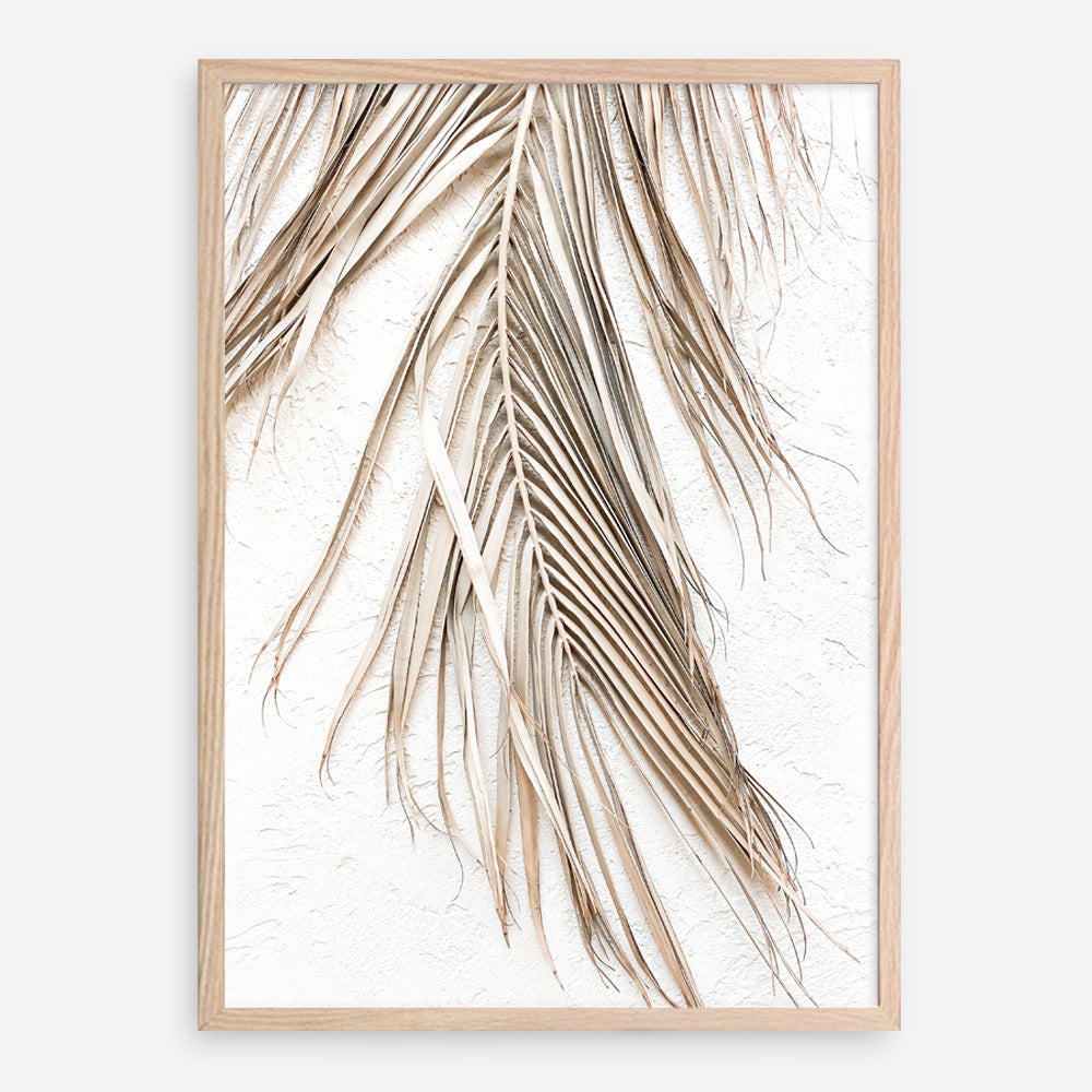 Shop Dried Palm Leaf II Photo Art Print a coastal themed photography wall art print from The Print Emporium wall artwork collection - Buy Australian made fine art poster and framed prints for the home and your interior decor, TPE-1235-AP