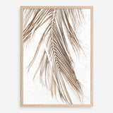Shop Dried Palm Leaf II Photo Art Print a coastal themed photography wall art print from The Print Emporium wall artwork collection - Buy Australian made fine art poster and framed prints for the home and your interior decor, TPE-1235-AP