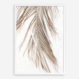 Shop Dried Palm Leaf II Photo Art Print a coastal themed photography wall art print from The Print Emporium wall artwork collection - Buy Australian made fine art poster and framed prints for the home and your interior decor, TPE-1235-AP