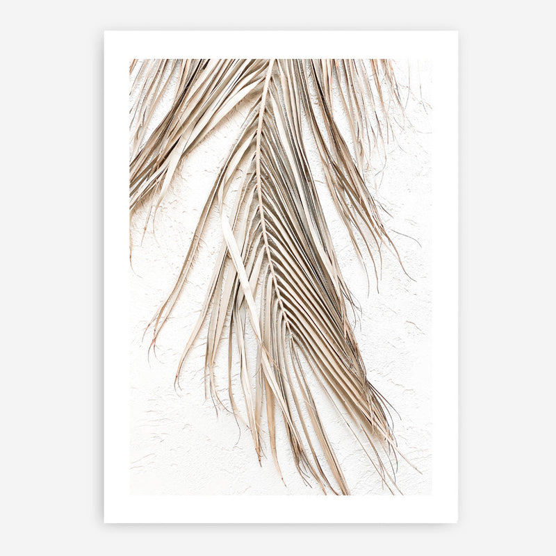 Shop Dried Palm Leaf II Photo Art Print a coastal themed photography wall art print from The Print Emporium wall artwork collection - Buy Australian made fine art poster and framed prints for the home and your interior decor, TPE-1235-AP