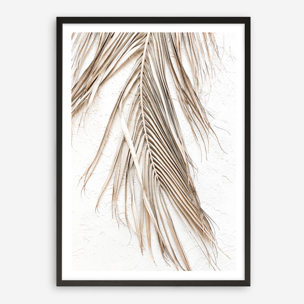 Shop Dried Palm Leaf II Photo Art Print a coastal themed photography wall art print from The Print Emporium wall artwork collection - Buy Australian made fine art poster and framed prints for the home and your interior decor, TPE-1235-AP