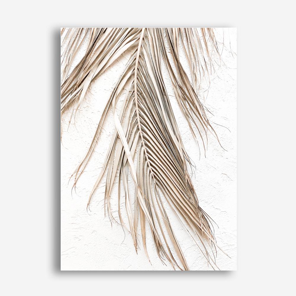 Shop Dried Palm Leaf II Photo Canvas Print a coastal themed photography framed stretched canvas print from The Print Emporium wall artwork collection - Buy Australian made prints for the home and your interior decor space, TPE-1235-CA-35X46-NF