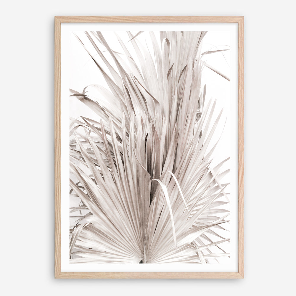 Shop Dried Palm Leaves III Photo Art Print a photography wall art print from The Print Emporium wall artwork collection - Buy Australian made fine art poster and framed prints for the home and your interior decor room, TPE-781-AP