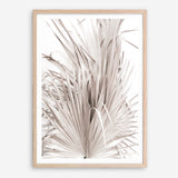 Shop Dried Palm Leaves III Photo Art Print a photography wall art print from The Print Emporium wall artwork collection - Buy Australian made fine art poster and framed prints for the home and your interior decor room, TPE-781-AP