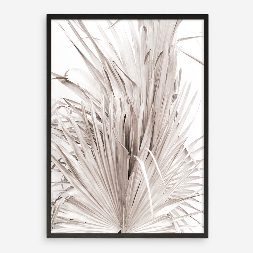Shop Dried Palm Leaves III Photo Art Print a photography wall art print from The Print Emporium wall artwork collection - Buy Australian made fine art poster and framed prints for the home and your interior decor room, TPE-781-AP