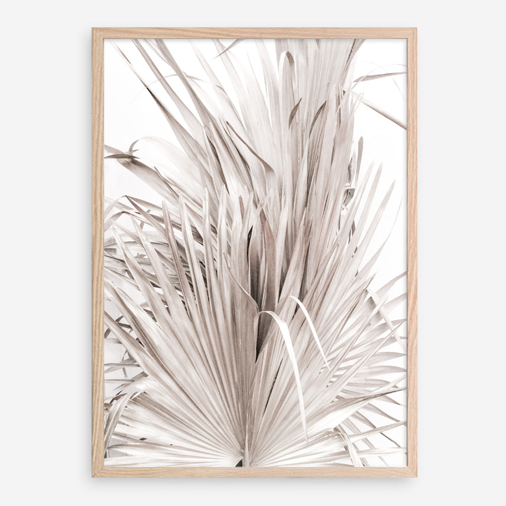 Shop Dried Palm Leaves III Photo Art Print a photography wall art print from The Print Emporium wall artwork collection - Buy Australian made fine art poster and framed prints for the home and your interior decor room, TPE-781-AP