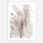 Shop Dried Palm Leaves III Photo Art Print a photography wall art print from The Print Emporium wall artwork collection - Buy Australian made fine art poster and framed prints for the home and your interior decor room, TPE-781-AP