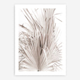 Shop Dried Palm Leaves III Photo Art Print a photography wall art print from The Print Emporium wall artwork collection - Buy Australian made fine art poster and framed prints for the home and your interior decor room, TPE-781-AP