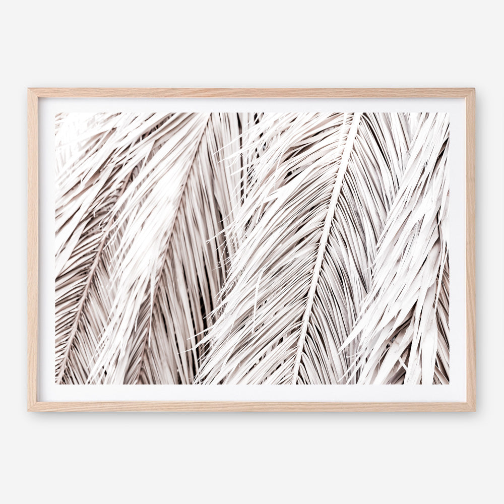 Shop Dried Palm Leaves Photo Art Print a photography wall art print from The Print Emporium wall artwork collection - Buy Australian made fine art poster and framed prints for the home and your interior decor room, TPE-701-AP